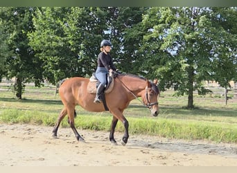 Inne konie gorącokrwiste, Klacz, 9 lat, 159 cm