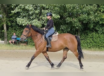Inne konie gorącokrwiste, Klacz, 9 lat, 159 cm