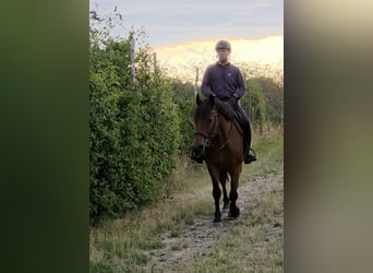 Inne konie gorącokrwiste, Klacz, 9 lat, 159 cm