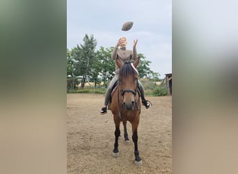 Inne konie gorącokrwiste, Klacz, 9 lat, 159 cm