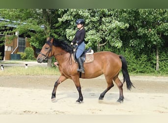 Inne konie gorącokrwiste, Klacz, 9 lat, 159 cm