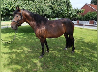 Inne konie gorącokrwiste, Klacz, 9 lat, 160 cm, Ciemnogniada