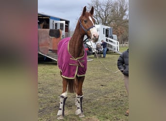 Inne konie gorącokrwiste, Klacz, 9 lat, 168 cm, Ciemnokasztanowata