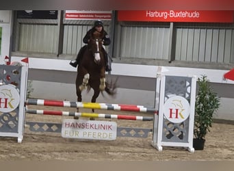 Inne konie gorącokrwiste, Klacz, 9 lat, 168 cm, Ciemnokasztanowata