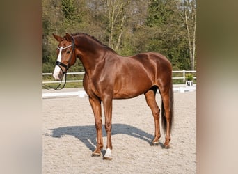 Inne konie gorącokrwiste, Klacz, 9 lat, 168 cm