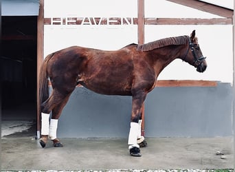 Inne konie gorącokrwiste, Klacz, 9 lat, 175 cm, Ciemnokasztanowata