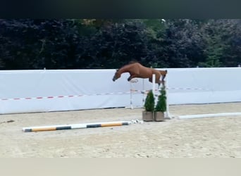 Inne konie gorącokrwiste, Klacz, 9 lat, 175 cm, Ciemnokasztanowata