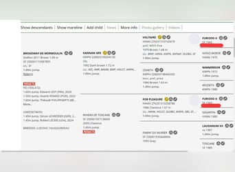 Inne konie gorącokrwiste Mix, Klacz, Źrebak (07/2025), 125 cm, Gniada