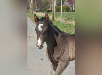Inne konie gorącokrwiste, Klacz, Źrebak (03/2026), 170 cm, Kara
