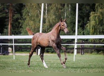 Inne konie gorącokrwiste, Ogier, 1 Rok, 168 cm, Siwa