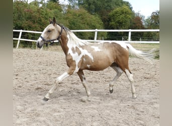Inne konie gorącokrwiste, Ogier, 1 Rok, 168 cm, Srokata