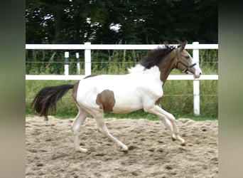 Inne konie gorącokrwiste, Ogier, 1 Rok, 170 cm, Srokata