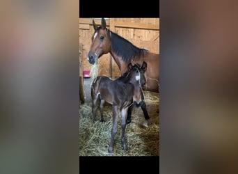 Inne konie gorącokrwiste Mix, Ogier, 1 Rok, Ciemnogniada