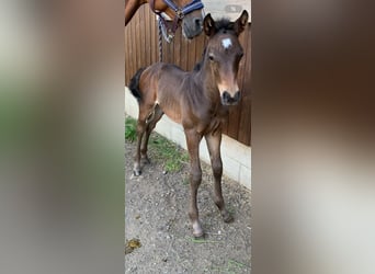 Inne konie gorącokrwiste Mix, Ogier, 1 Rok, Ciemnogniada