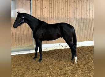 Inne konie gorącokrwiste, Ogier, 2 lat, 162 cm, Skarogniada