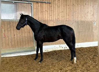 Inne konie gorącokrwiste, Ogier, 2 lat, 162 cm, Skarogniada