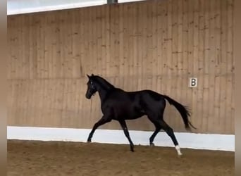 Inne konie gorącokrwiste, Ogier, 2 lat, 162 cm, Skarogniada