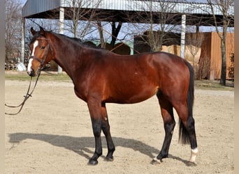 Inne konie gorącokrwiste, Ogier, 3 lat, 164 cm, Gniada
