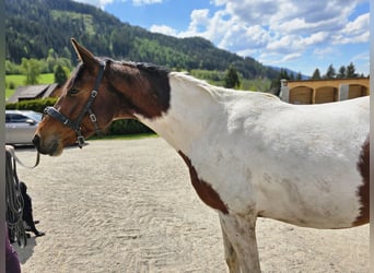 Inne konie gorącokrwiste, Ogier, 3 lat, 165 cm, Srokata