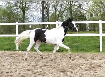 Inne konie gorącokrwiste, Ogier, 3 lat, 168 cm, Srokata