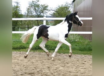 Inne konie gorącokrwiste, Ogier, 3 lat, 168 cm, Srokata