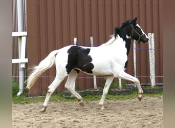 Inne konie gorącokrwiste, Ogier, 3 lat, 168 cm, Srokata