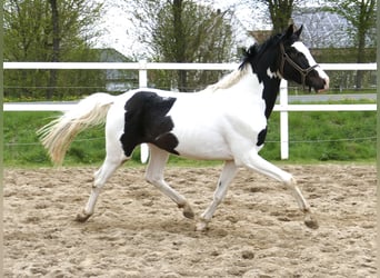 Inne konie gorącokrwiste, Ogier, 3 lat, 168 cm, Srokata