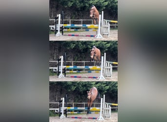 Inne konie gorącokrwiste, Ogier, 3 lat, 170 cm, Gniada