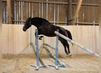 Inne konie gorącokrwiste, Ogier, 5 lat, 167 cm, Skarogniada