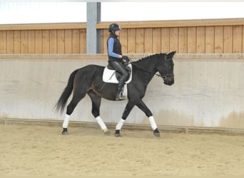 Inne konie gorącokrwiste, Ogier, 5 lat, 167 cm, Skarogniada