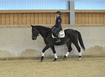 Inne konie gorącokrwiste, Ogier, 5 lat, 167 cm, Skarogniada