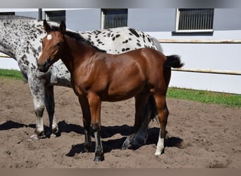 Inne konie gorącokrwiste Mix, Ogier, Źrebak (04/2023), 165 cm, Gniada