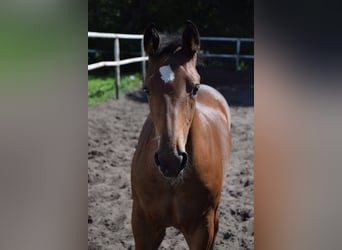 Inne konie gorącokrwiste Mix, Ogier, Źrebak (04/2023), 165 cm, Gniada