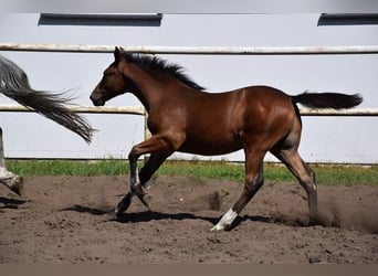 Inne konie gorącokrwiste Mix, Ogier, Źrebak (04/2023), 165 cm, Gniada