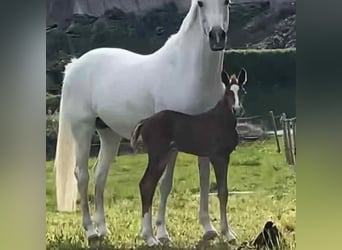 Inne konie gorącokrwiste, Ogier, Źrebak (01/2025), 170 cm, Kasztanowata
