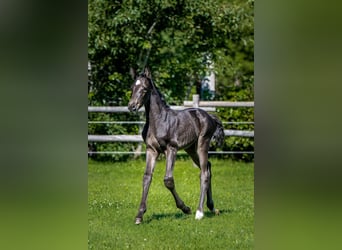 Inne konie gorącokrwiste, Ogier, Źrebak (06/2024), Ciemnogniada