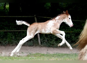 Inne konie gorącokrwiste, Ogier, , Sabino