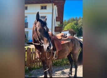 Inne konie gorącokrwiste, Wałach, 10 lat, 160 cm, Skarogniada