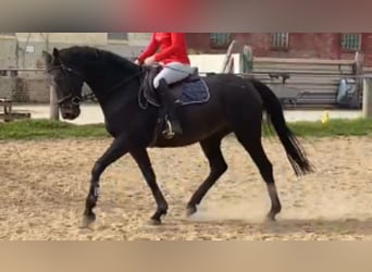 Inne konie gorącokrwiste, Wałach, 10 lat, 165 cm, Gniada