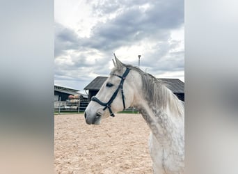 Inne konie gorącokrwiste, Wałach, 10 lat, 170 cm, Siwa jabłkowita