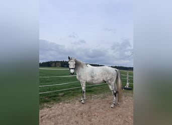 Inne konie gorącokrwiste, Wałach, 10 lat, 170 cm, Siwa jabłkowita