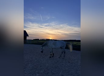 Inne konie gorącokrwiste, Wałach, 10 lat, 170 cm, Siwa jabłkowita