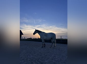 Inne konie gorącokrwiste, Wałach, 10 lat, 170 cm, Siwa jabłkowita