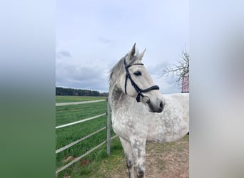 Inne konie gorącokrwiste, Wałach, 10 lat, 170 cm, Siwa jabłkowita