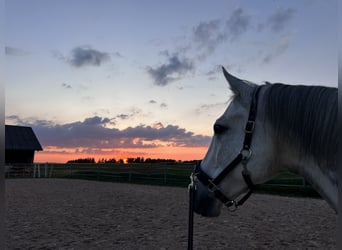 Inne konie gorącokrwiste, Wałach, 10 lat, 170 cm, Siwa jabłkowita