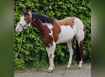 Inne konie gorącokrwiste, Wałach, 11 lat, 159 cm, Overo wszelkich maści