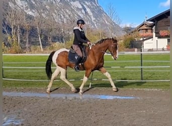 Inne konie gorącokrwiste, Wałach, 11 lat, 160 cm, Srokata