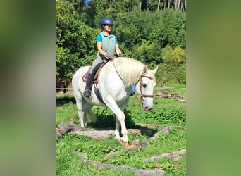 Inne konie gorącokrwiste, Wałach, 11 lat, 165 cm, Siwa