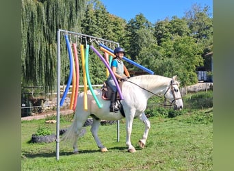 Inne konie gorącokrwiste, Wałach, 11 lat, 165 cm, Siwa