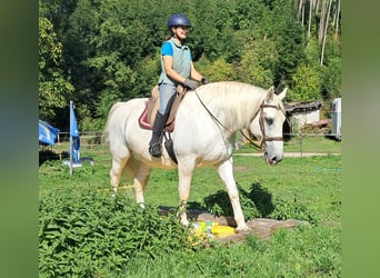 Inne konie gorącokrwiste, Wałach, 11 lat, 165 cm, Siwa